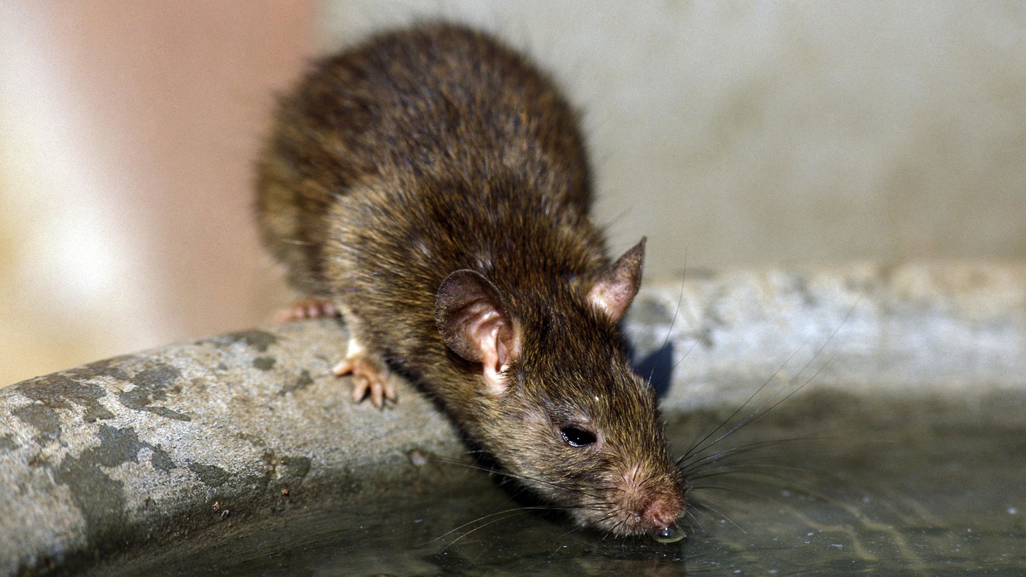 Så undviker du råttor i din bostad